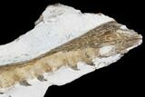 Fossil Mosasaur (Tethysaurus) Jaw Section - Asfla, Morocco #180852-5